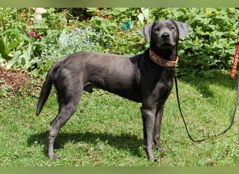 La Pauli - verspielter, neugieriger junger Familienhund - Tierhilfe Franken e.V.