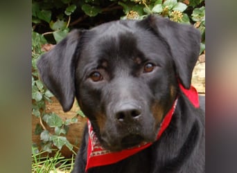 Chopper - verschmust und aktiv - Tierhilfe Franken e.V.