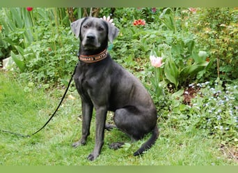 La Pauli - verspielter, neugieriger junger Familienhund - Tierhilfe Franken e.V.