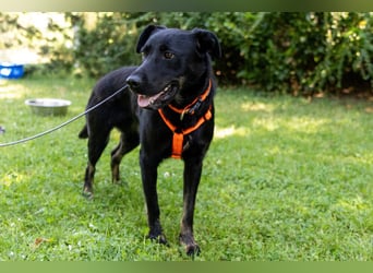 Meria - neugierige Hündin sucht sportliche Familie - Tierhilfe Franken e.V.