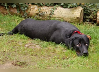 Chopper - sucht aktive Menschen - Tierhilfe Franken e.V.