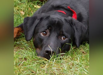 Chopper - Wirbelwind mit Köpfchen - Tierhilfe Franken e.V.