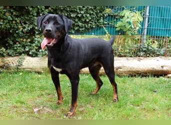 Chopper - Wirbelwind mit Köpfchen - Tierhilfe Franken e.V.