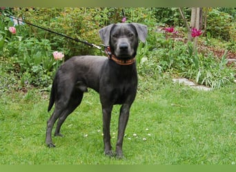 La Pauli - verspielter, neugieriger junger Familienhund - Tierhilfe Franken e.V.