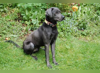 La Pauli - verspielter, neugieriger junger Familienhund - Tierhilfe Franken e.V.