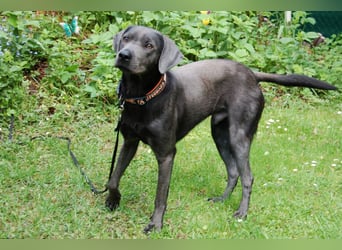 La Pauli - verspielter, neugieriger junger Familienhund - Tierhilfe Franken e.V.