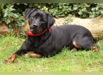 Chopper - verschmust und aktiv - Tierhilfe Franken e.V.