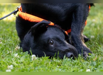 Meria - neugierige Hündin sucht sportliche Familie - Tierhilfe Franken e.V.