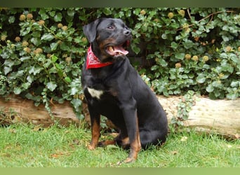 Chopper - verschmust und aktiv - Tierhilfe Franken e.V.