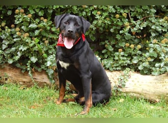 Chopper - Wirbelwind mit Köpfchen - Tierhilfe Franken e.V.