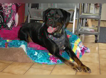 Chopper - Wirbelwind mit Köpfchen - Tierhilfe Franken e.V.