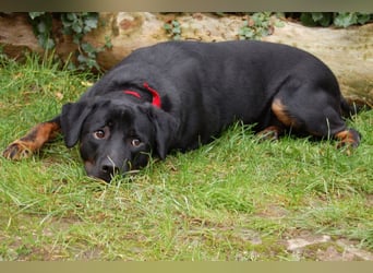 Chopper - verschmust und aktiv - Tierhilfe Franken e.V.