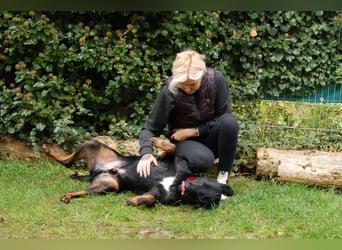 Chopper - Wirbelwind mit Köpfchen - Tierhilfe Franken e.V.