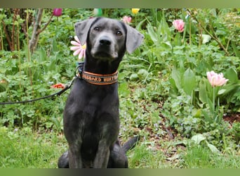 La Pauli - verspielter, neugieriger junger Familienhund - Tierhilfe Franken e.V.