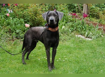 La Pauli - verspielter, neugieriger junger Familienhund - Tierhilfe Franken e.V.