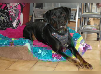 Chopper - verschmust und aktiv - Tierhilfe Franken e.V.