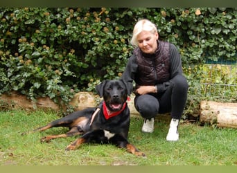 Chopper - sucht aktive Menschen - Tierhilfe Franken e.V.