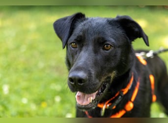 Meria - neugierige Hündin sucht sportliche Familie - Tierhilfe Franken e.V.