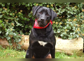 Chopper - Wirbelwind mit Köpfchen - Tierhilfe Franken e.V.