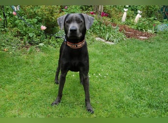 La Pauli - verspielter, neugieriger junger Familienhund - Tierhilfe Franken e.V.