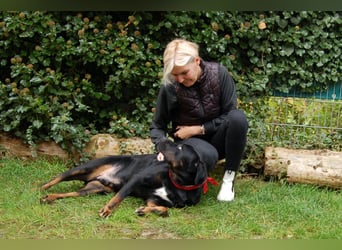 Chopper - verschmust und aktiv - Tierhilfe Franken e.V.