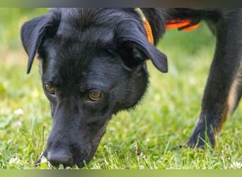 Meria - neugierige Hündin sucht sportliche Familie - Tierhilfe Franken e.V.