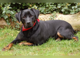 Chopper - verschmust und aktiv - Tierhilfe Franken e.V.