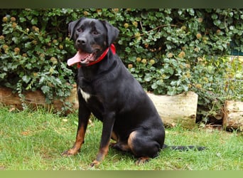 Chopper - verschmust und aktiv - Tierhilfe Franken e.V.