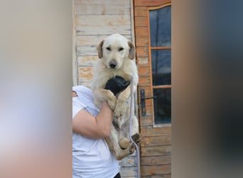 Lieber Junghundrüde FRANZ sucht ein Zuhause, ca. 04.2025 geboren, gut verträglich