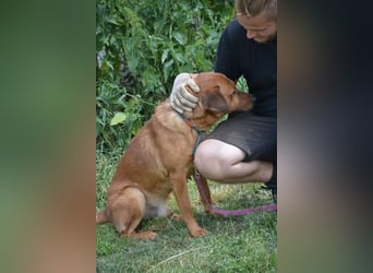 Sammy - Aufmerksamer, lieber Familienhund, ca. 2018 geboren, wartet seit Jahren auf ein Zuhause... Sammy - Aufmerksamer, lieber Familienhund, ca. 2018 geboren, wartet seit Jahren auf ein Zuhause...