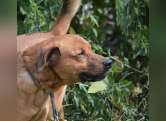 Sammy - Aufmerksamer, lieber Familienhund, ca. 2018 geboren, wartet seit Jahren auf ein Zuhause... Sammy - Aufmerksamer, lieber Familienhund, ca. 2018 geboren, wartet seit Jahren auf ein Zuhause...