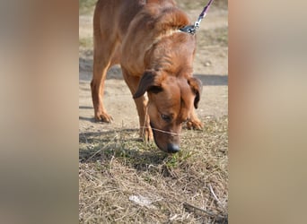 Sammy - Aufmerksamer, lieber Familienhund, ca. 2018 geboren, wartet seit Jahren auf ein Zuhause... Sammy - Aufmerksamer, lieber Familienhund, ca. 2018 geboren, wartet seit Jahren auf ein Zuhause...