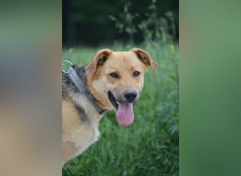 "Elliot", ca, 2023 geboren, sucht ein stabiles Zuhaus