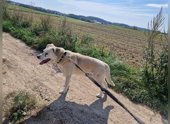 ADI, ca. 2017 geboren, Labbi-Mix, sehr treu und lieb, sucht Einzelplatz