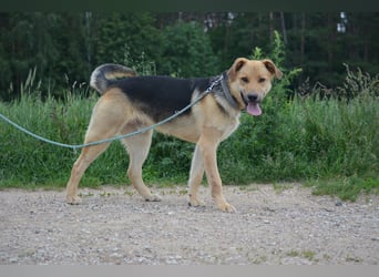 "Elliot", ca, 2023 geboren, sucht ein stabiles Zuhaus