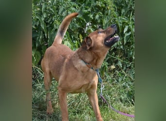 Sammy - Aufmerksamer, lieber Familienhund, ca. 2018 geboren, wartet seit Jahren auf ein Zuhause... Sammy - Aufmerksamer, lieber Familienhund, ca. 2018 geboren, wartet seit Jahren auf ein Zuhause...