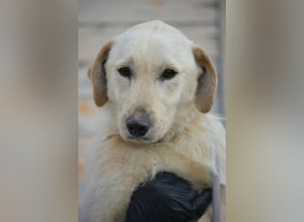 Lieber Junghundrüde FRANZ sucht ein Zuhause, ca. 04.2025 geboren, gut verträglich