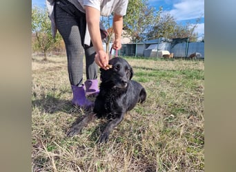 Aktive Labrador-Mixhündin Negra, ca. 2020 geboren, sucht Zuhause