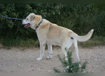 ADI, ca. 2017 geboren, Labbi-Mix, sehr treu und lieb, sucht Einzelplatz