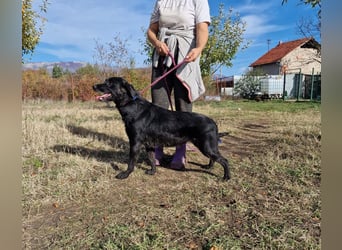 Aktive Labrador-Mixhündin Negra, ca. 2020 geboren, sucht Zuhause