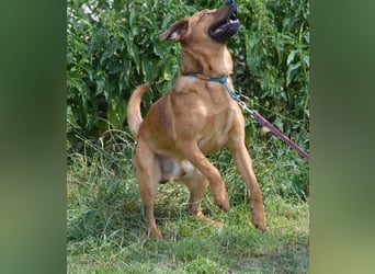 Sammy - Aufmerksamer, lieber Familienhund, ca. 2018 geboren, wartet seit Jahren auf ein Zuhause... Sammy - Aufmerksamer, lieber Familienhund, ca. 2018 geboren, wartet seit Jahren auf ein Zuhause...