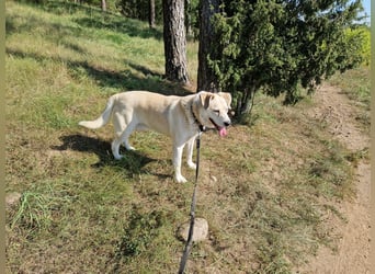 ADI, ca. 2017 geboren, Labbi-Mix, sehr treu und lieb, sucht Einzelplatz