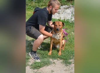 Sammy - Aufmerksamer, lieber Familienhund, ca. 2018 geboren, wartet seit Jahren auf ein Zuhause... Sammy - Aufmerksamer, lieber Familienhund, ca. 2018 geboren, wartet seit Jahren auf ein Zuhause...