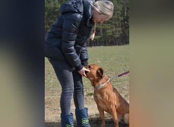 Sammy - Aufmerksamer, lieber Familienhund, ca. 2018 geboren, wartet seit Jahren auf ein Zuhause... Sammy - Aufmerksamer, lieber Familienhund, ca. 2018 geboren, wartet seit Jahren auf ein Zuhause...