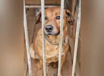 Sammy - Aufmerksamer, lieber Familienhund, ca. 2018 geboren, wartet seit Jahren auf ein Zuhause... Sammy - Aufmerksamer, lieber Familienhund, ca. 2018 geboren, wartet seit Jahren auf ein Zuhause...