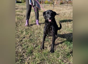Aktive Labrador-Mixhündin Negra, ca. 2020 geboren, sucht Zuhause