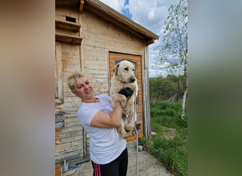 Lieber Junghundrüde FRANZ sucht ein Zuhause, ca. 04.2025 geboren, gut verträglich
