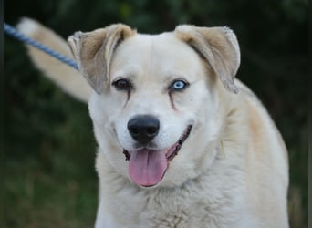 ADI, ca. 2017 geboren, Labbi-Mix, sehr treu und lieb, sucht Einzelplatz