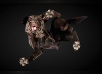 Labrador Deckrüde mit LCD-Zulassung, reinerbig chocolate, NRW