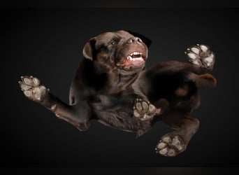 Labrador Deckrüde mit LCD-Zulassung, reinerbig chocolate, NRW